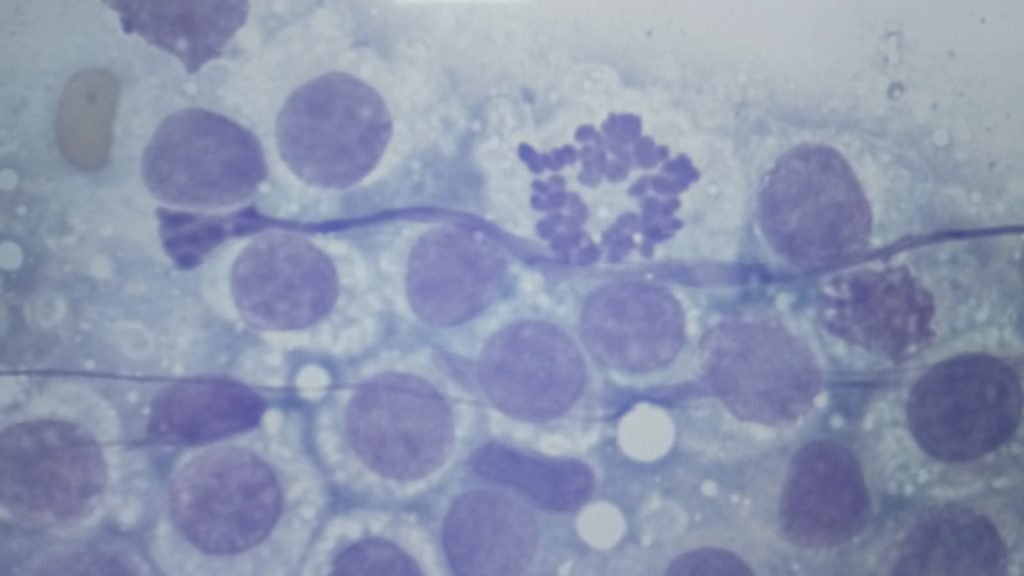 patologia laboratorio