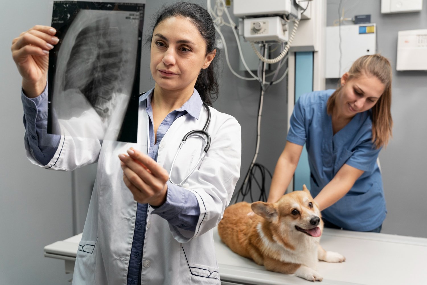 ecografía veterinaria