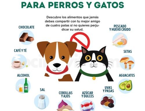 Alimentos tóxicos para perros